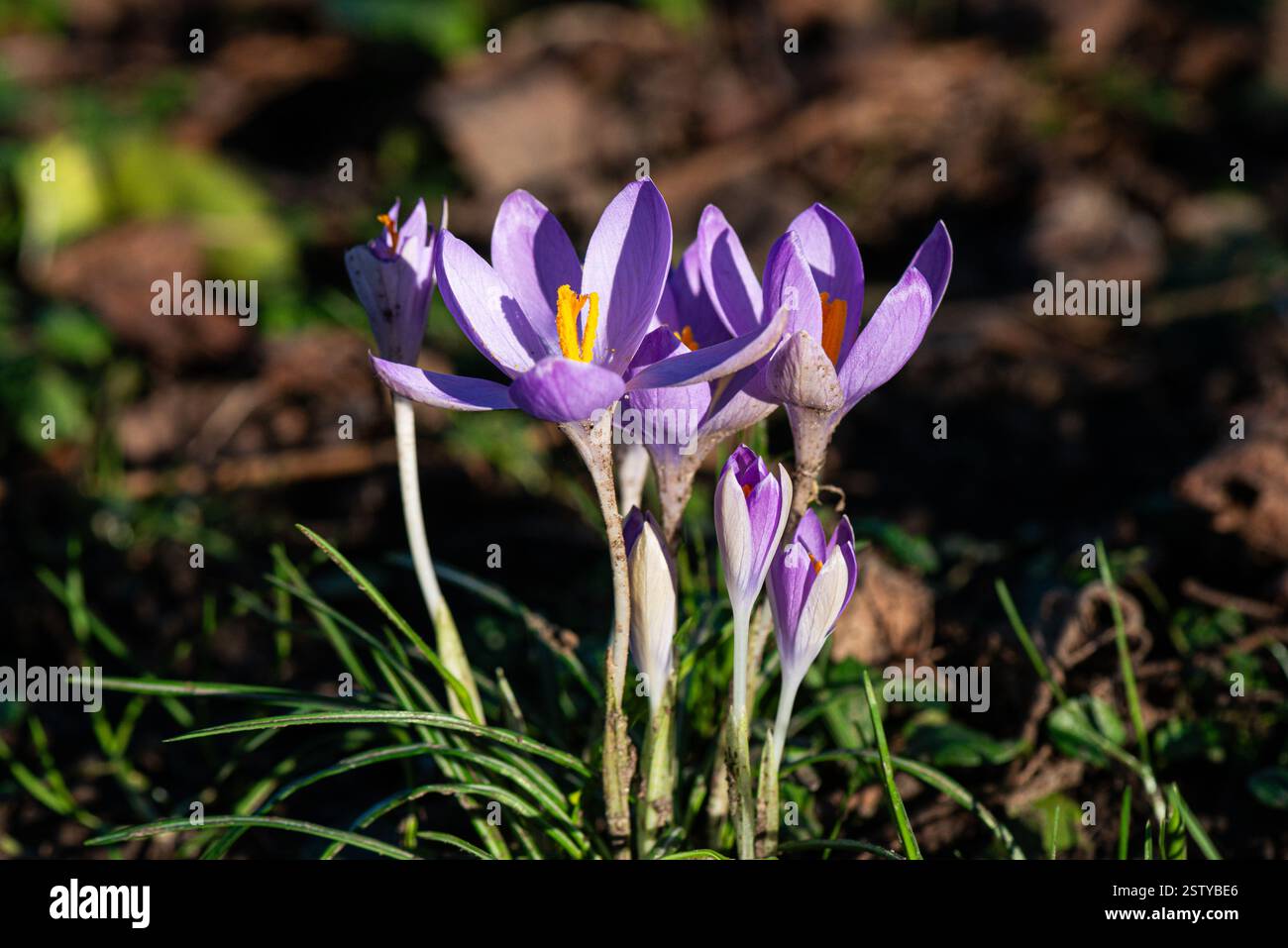 Fiori di cocco viola al sole Foto Stock
