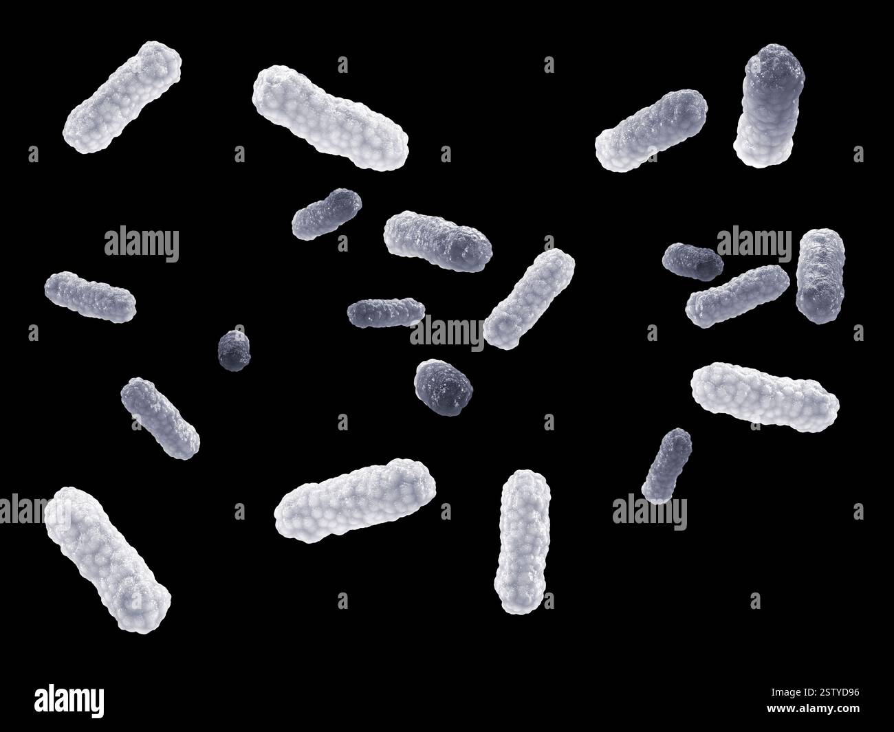 Batteri intestinali bianchi ( Salmonella ) isolati sul nero. Microbiota intestinale batterica e infezione Foto Stock