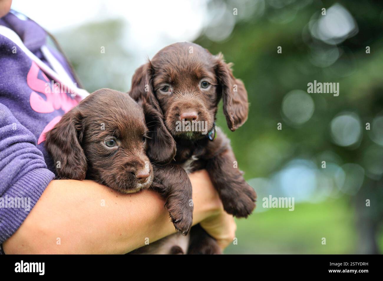 cuccioli di spaniel cocker funzionante nelle braccia degli allevatori Foto Stock