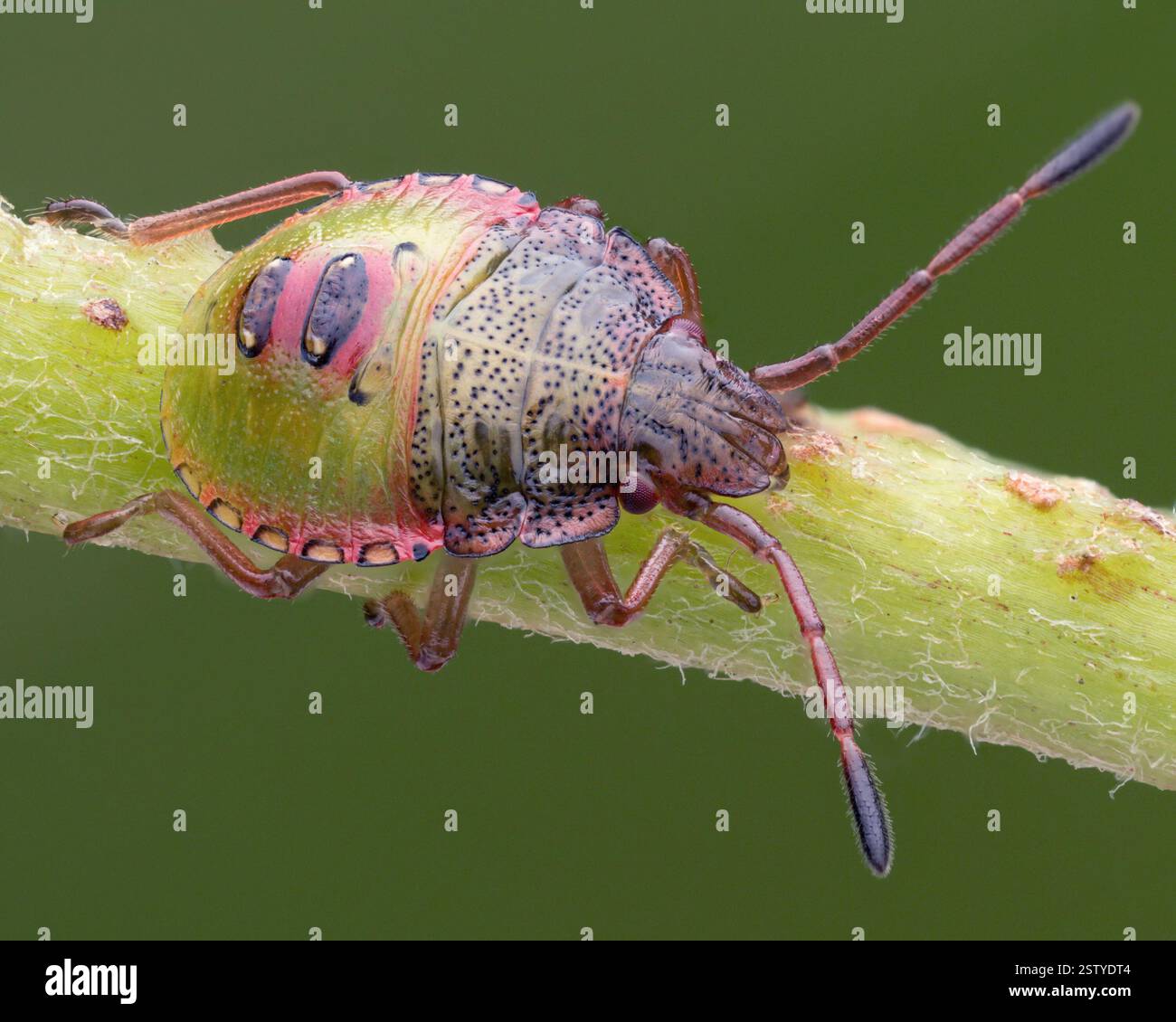 Hawthorn Shieldbug nymph (Acanthosoma emorroidale) su ramoscello. Tipperary, Irlanda Foto Stock
