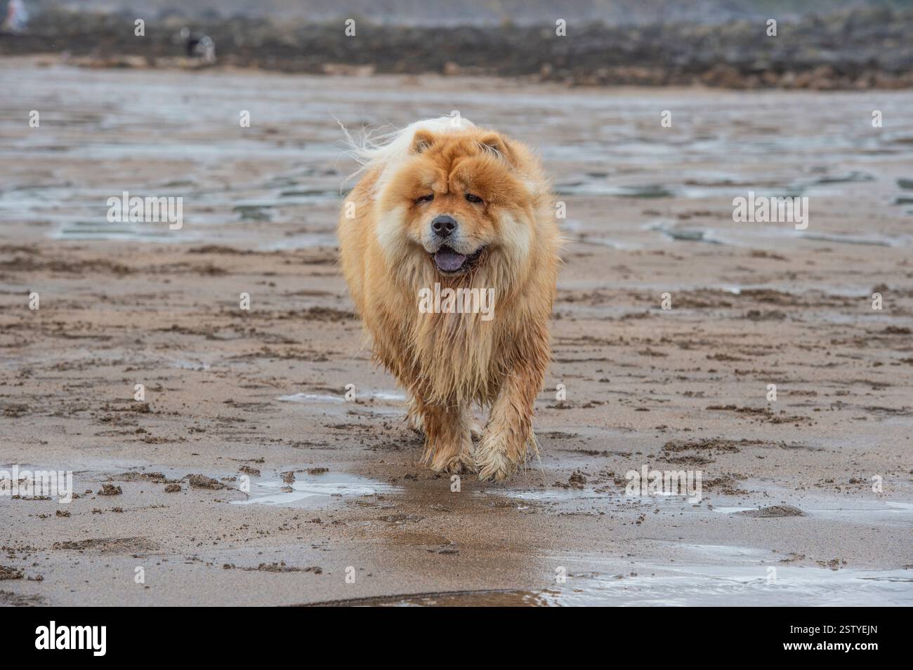 Chow Chow cane che corre sulla spiaggia Foto Stock
