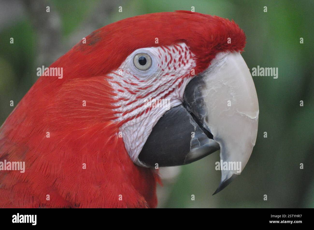 testina scarlet (becco chiuso) Foto Stock