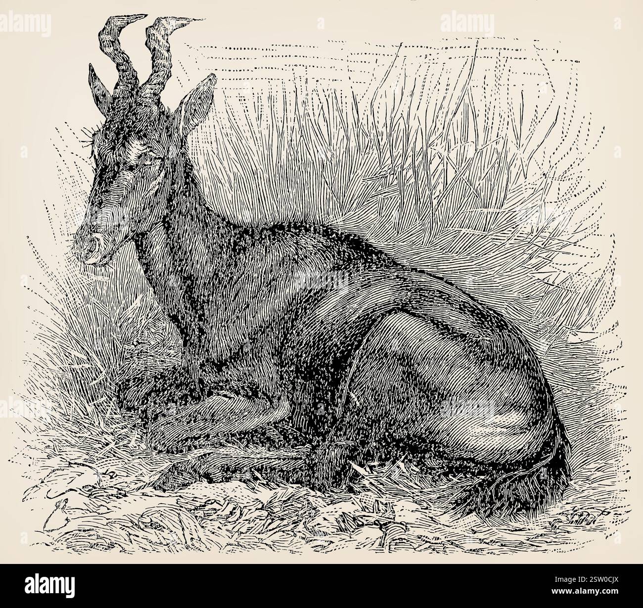 L'alcelafo (Alcelaphus buselaphus). Illustrazione stilizzata antica. Foto Stock