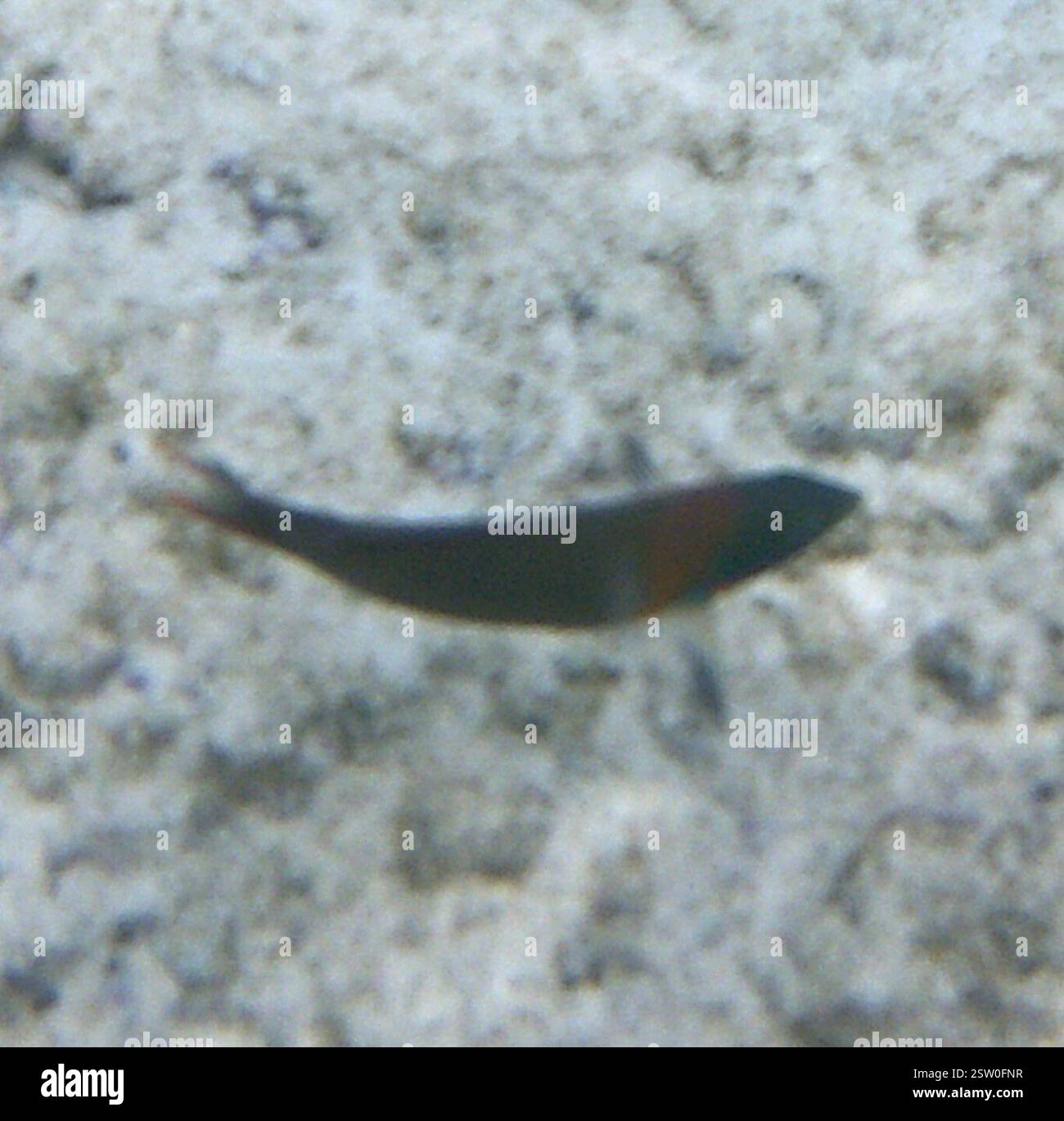 Sella Wrasse (Thalassoma duperrey), Actinopterygii, in acqua a Kahaluu-Keauhou, HI 96740, USA Foto Stock