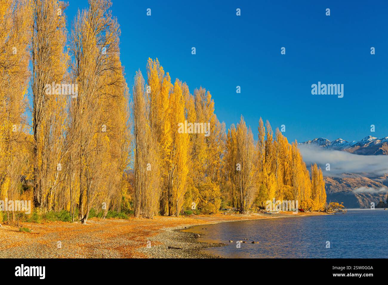 Paesaggi e alberi tinti di giallo dalle foglie autunnali del lago Wanaka nella regione di Otago, nuova Zelanda Foto Stock
