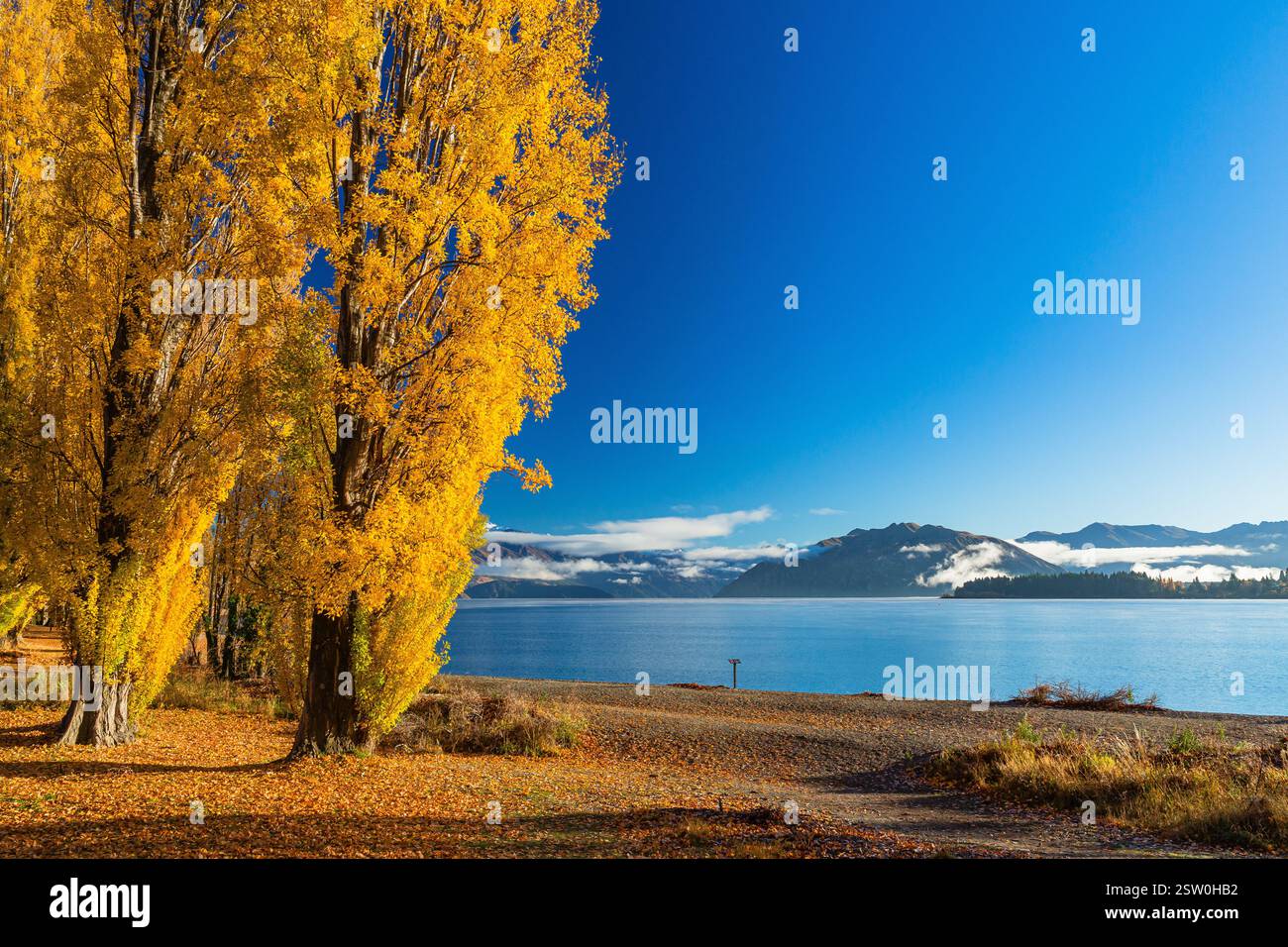 Paesaggi e alberi tinti di giallo dalle foglie autunnali del lago Wanaka nella regione di Otago, nuova Zelanda Foto Stock
