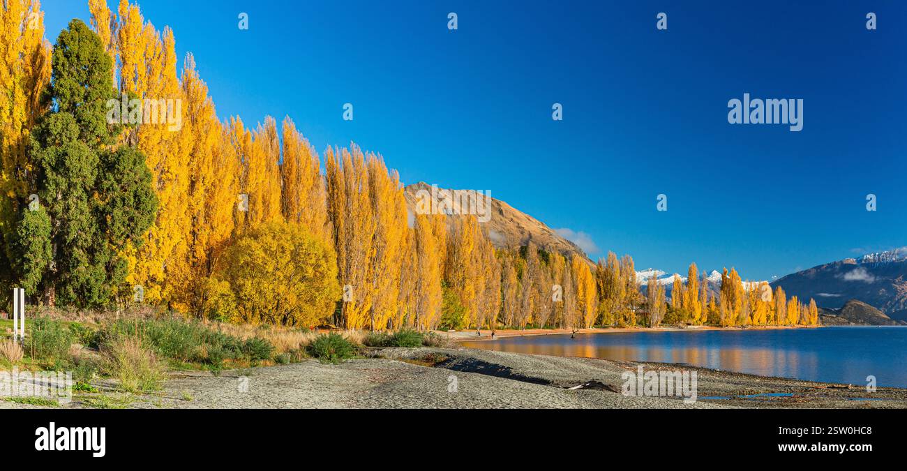 Paesaggi e alberi tinti di giallo dalle foglie autunnali del lago Wanaka nella regione di Otago, nuova Zelanda Foto Stock