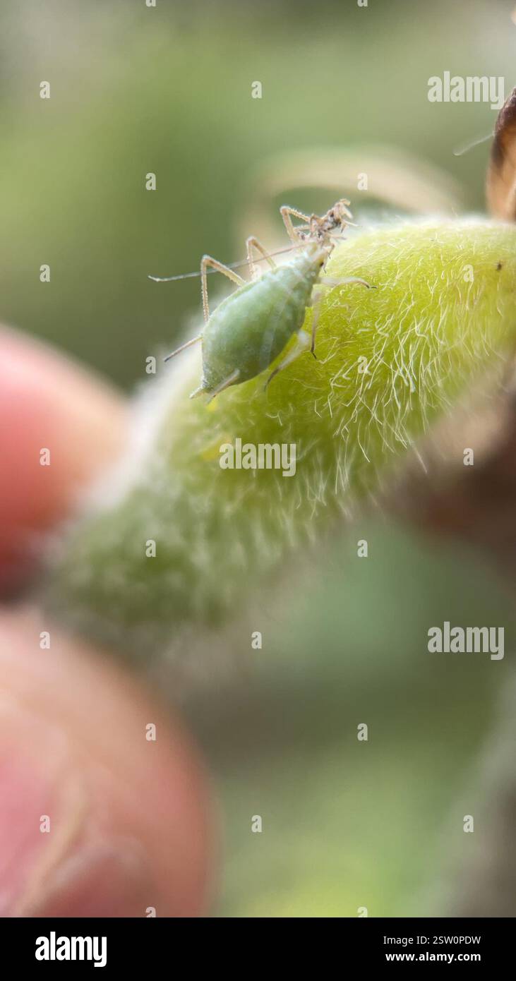 Lupine Aphid (Macrosiphum albifrons), Insecta, Queen's Park, New Westminster, BC, CA, trovato su un lupino dalle foglie grandi. Foto Stock
