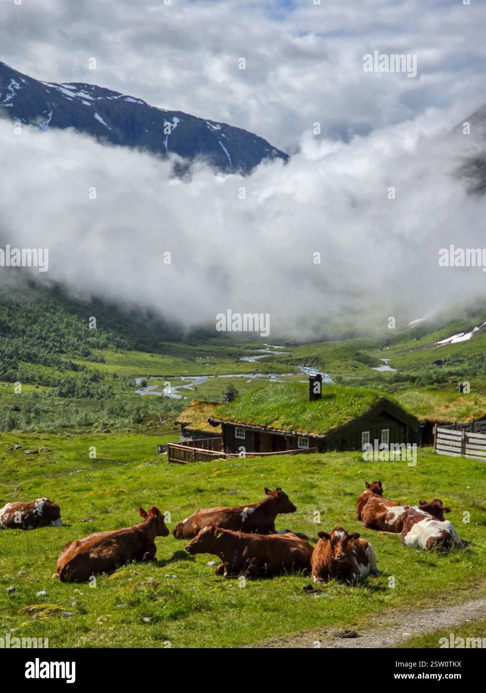 Tranquillo bestiame che riposa nel lussureggiante paesaggio norvegese sotto la copertura delle nuvole morbide Foto Stock