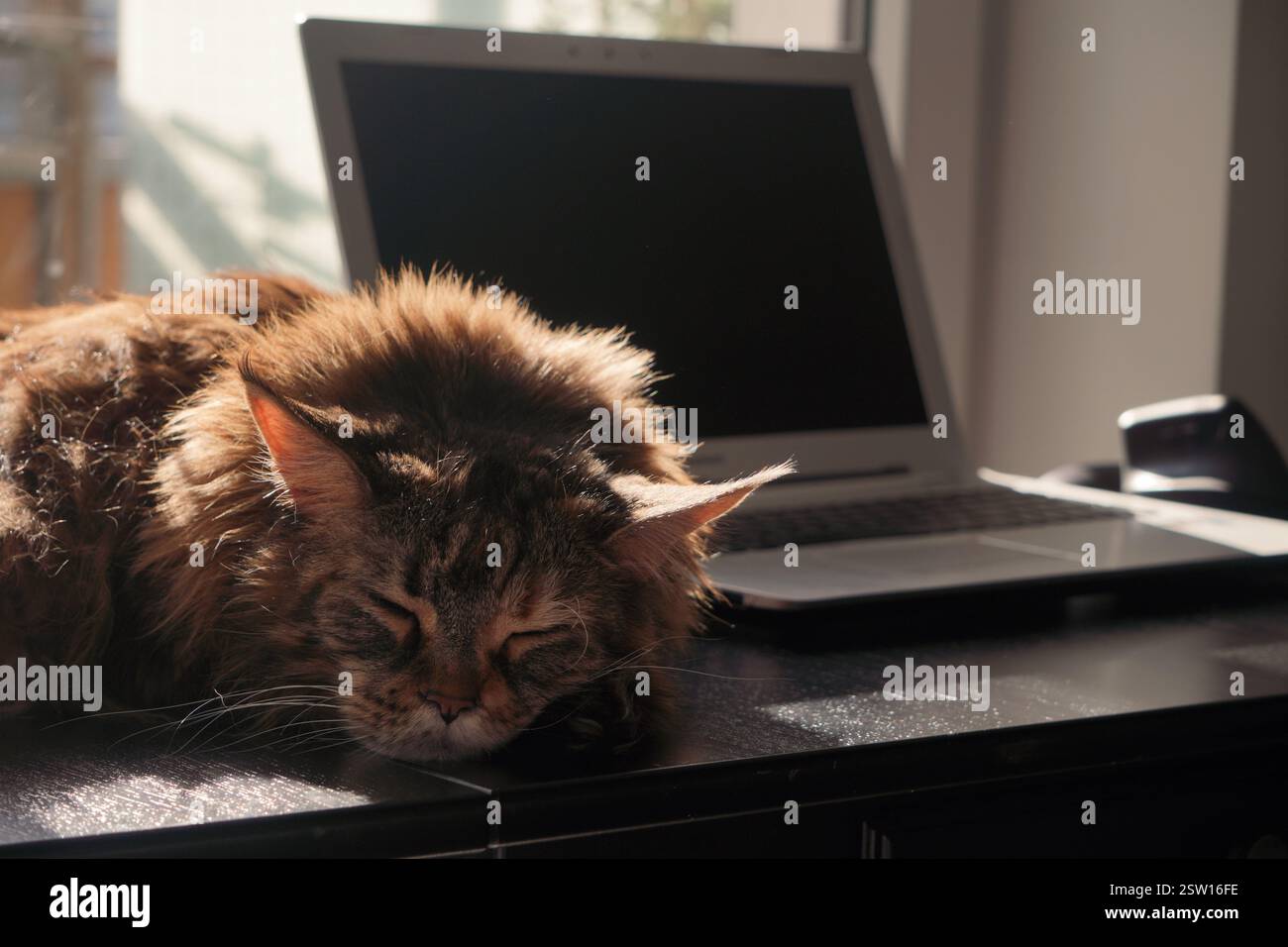 il gatto multicolore domestico è sdraiato e dorme sul tavolo vicino al portatile al sole. Atmosfera rilassante Foto Stock