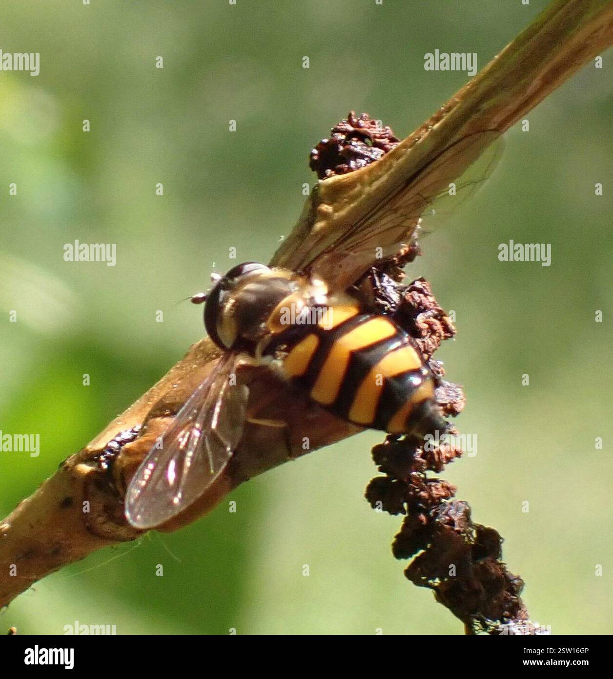 (Didea fasciata), Insecta, Meijendel e Berkheide, Wassenaar, Olanda meridionale, NL Foto Stock