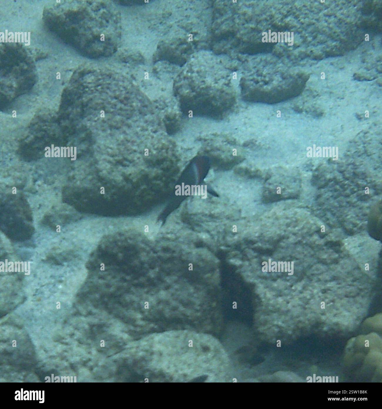 Saddle Wrasse (Thalassoma duperrey), Actinopterygii, Kahaluu-Keauhou, HI 96740, USA Foto Stock