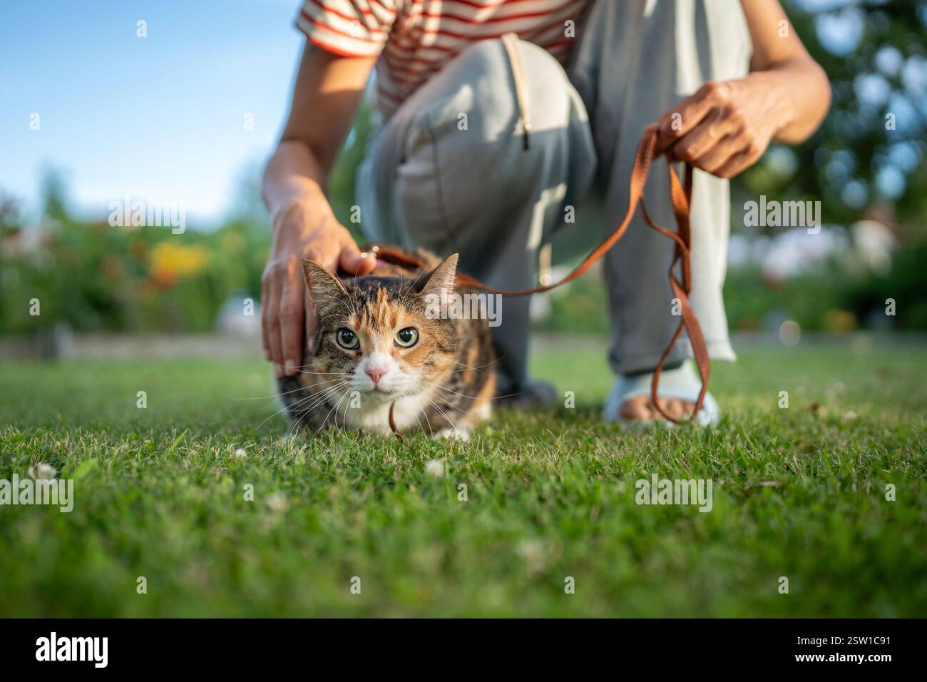 Gatto spaventato al guinzaglio preoccupato, nervoso, paura di una nuova esperienza unica, prima volta in natura. Foto Stock