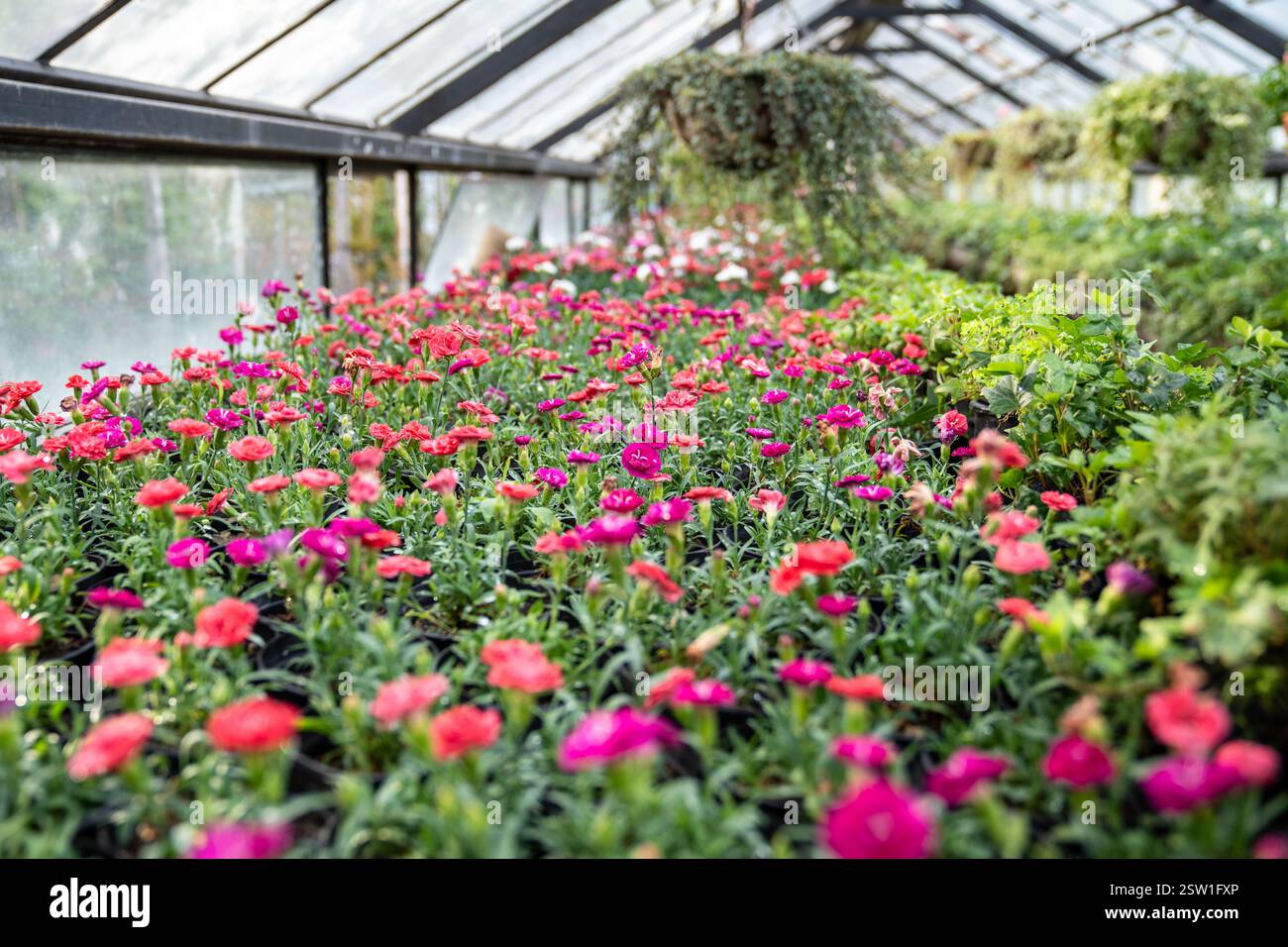 Interno della serra con dianthus in fiore, messa a fuoco morbida. Fiori preparati per la vendita in serra. Foto Stock