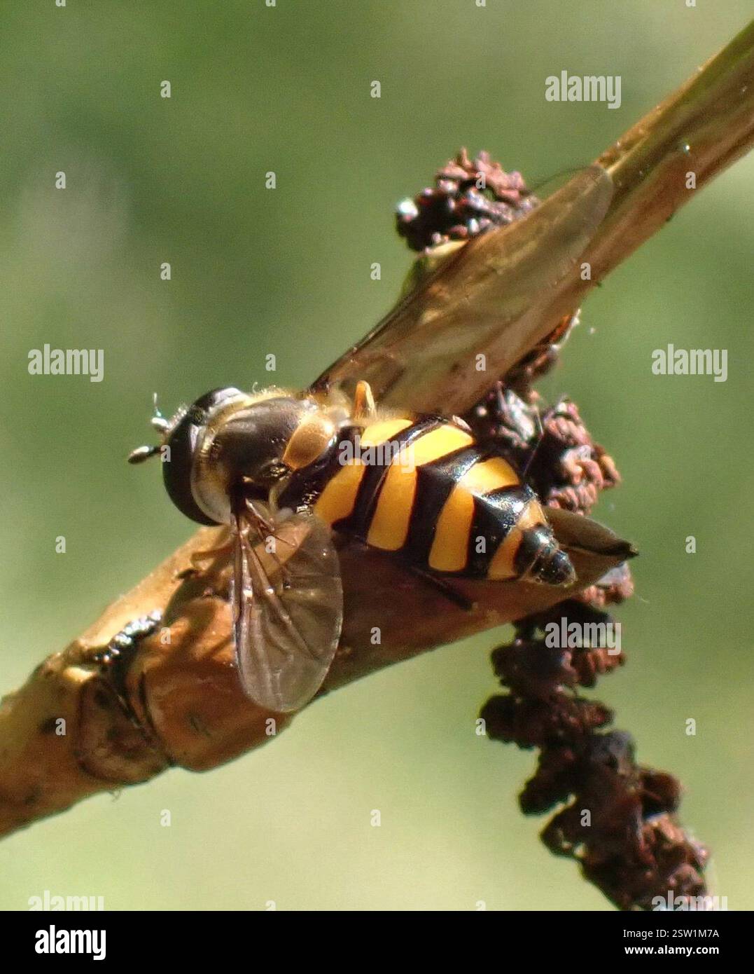 (Didea fasciata), Insecta, Meijendel e Berkheide, Wassenaar, Olanda meridionale, NL Foto Stock