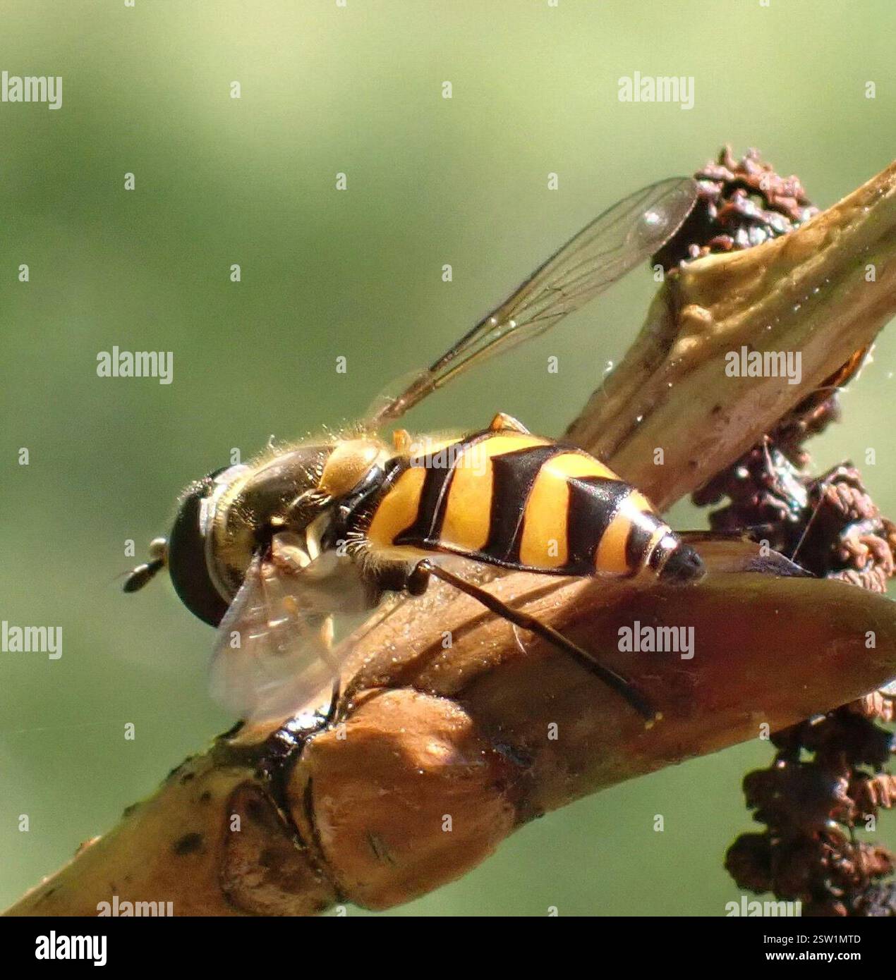 (Didea fasciata), Insecta, Meijendel e Berkheide, Wassenaar, Olanda meridionale, NL Foto Stock