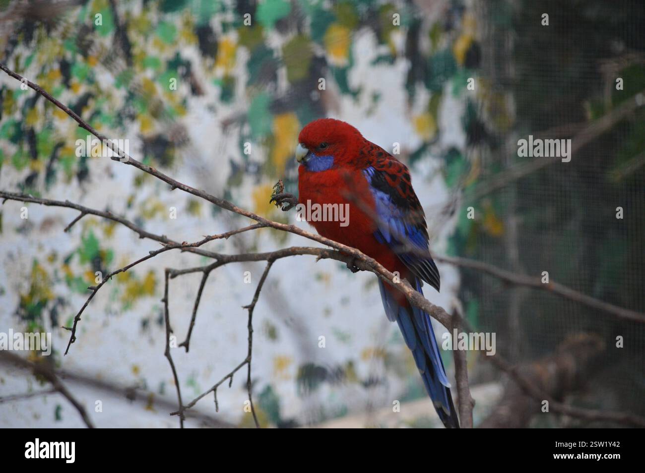 Red Parrot nella struttura ad albero Foto Stock
