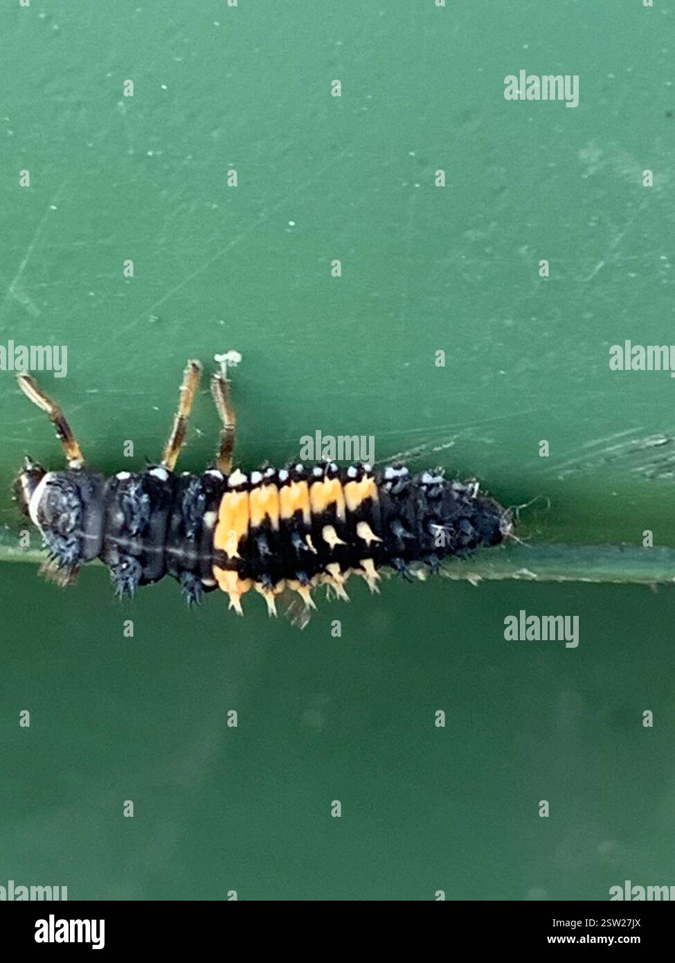 Asian Lady Beetle (Harmonia axyridis), Insecta, Bannerdown Road, Bath, Inghilterra, GB, ma non è in grado di decidere se harlequin o crema striata. Foto Stock