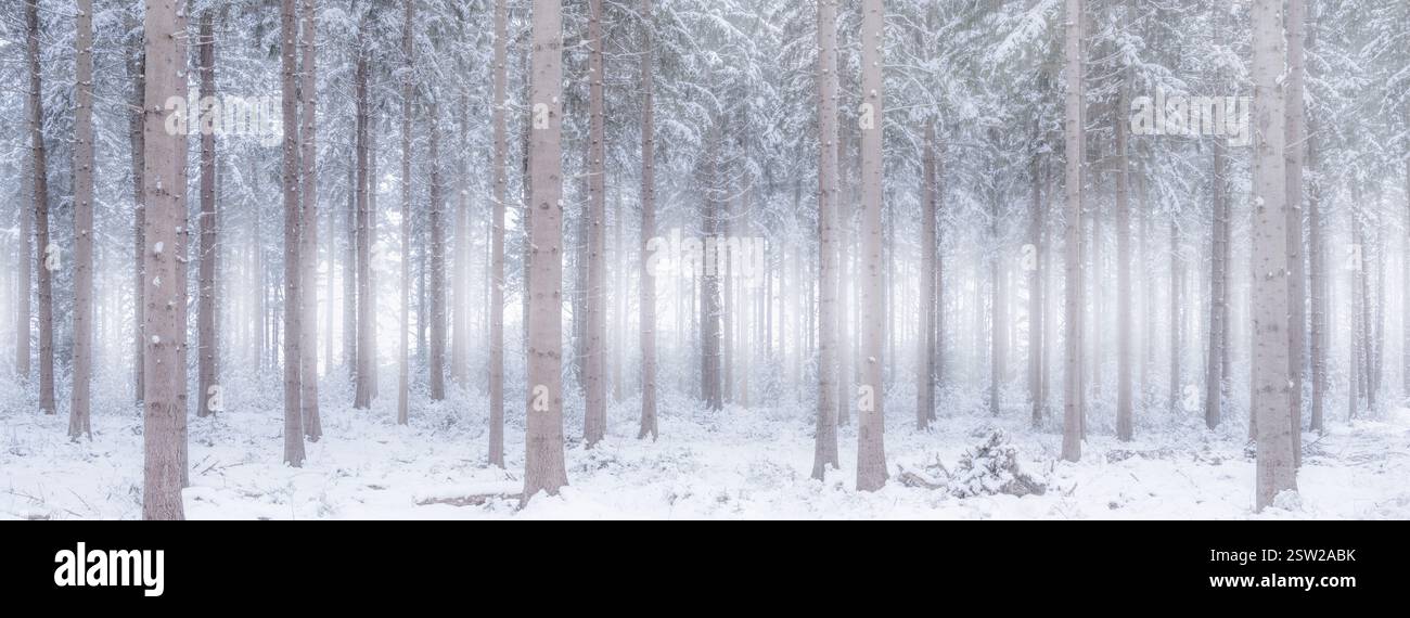 Un paesaggio invernale panoramico di una foresta bianca ricoperta di neve con nebbia sullo sfondo che lo rende un'immagine mistica Foto Stock