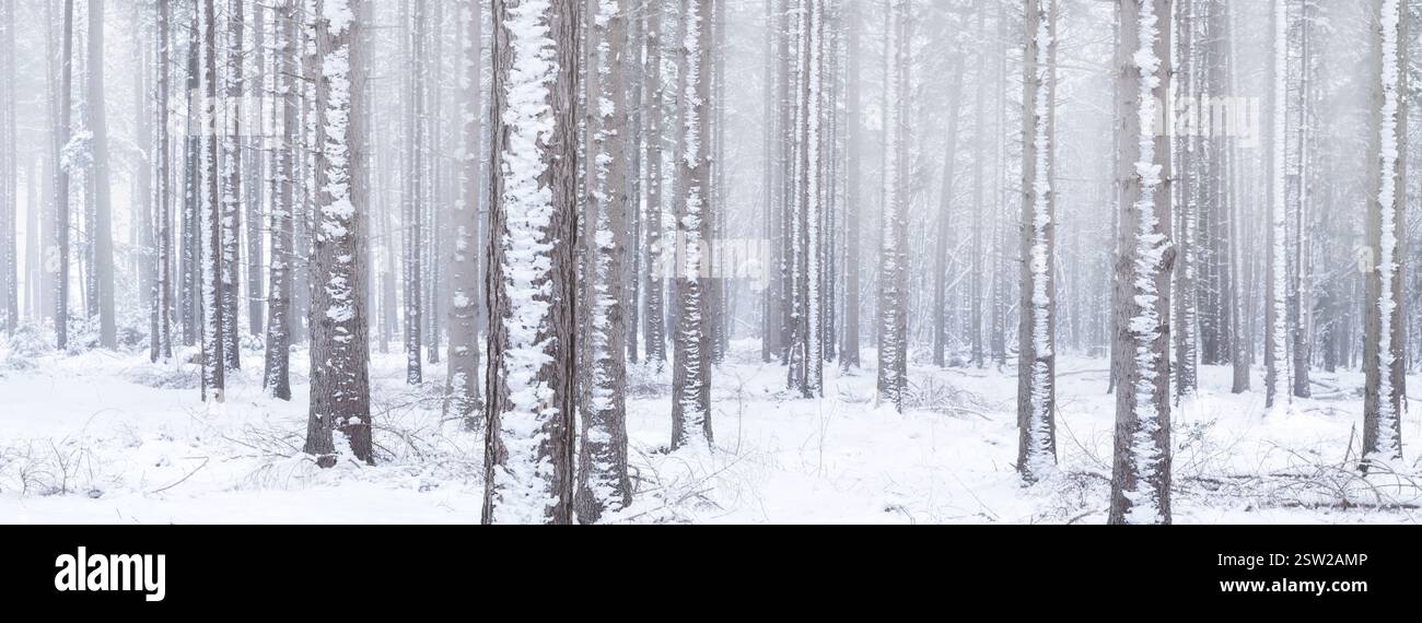Un paesaggio invernale panoramico di una foresta bianca ricoperta di neve con nebbia sullo sfondo che lo rende un'immagine mistica Foto Stock