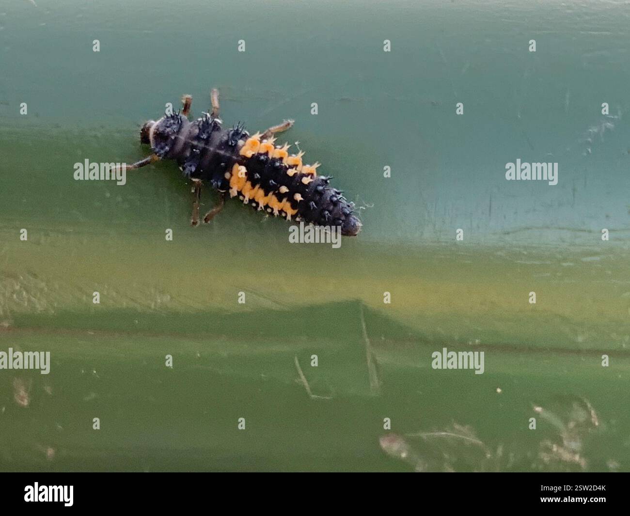 Asian Lady Beetle (Harmonia axyridis), Insecta, Bannerdown Road, Bath, Inghilterra, GB, ma non è in grado di decidere se harlequin o crema striata. Foto Stock