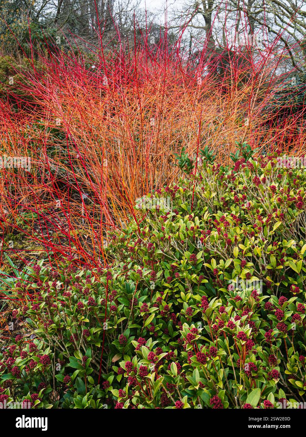 Combinazione di piantagioni invernali o Cornus "Annie's Winter Orange" con Skimmia japonica "Ruby Dome" Foto Stock