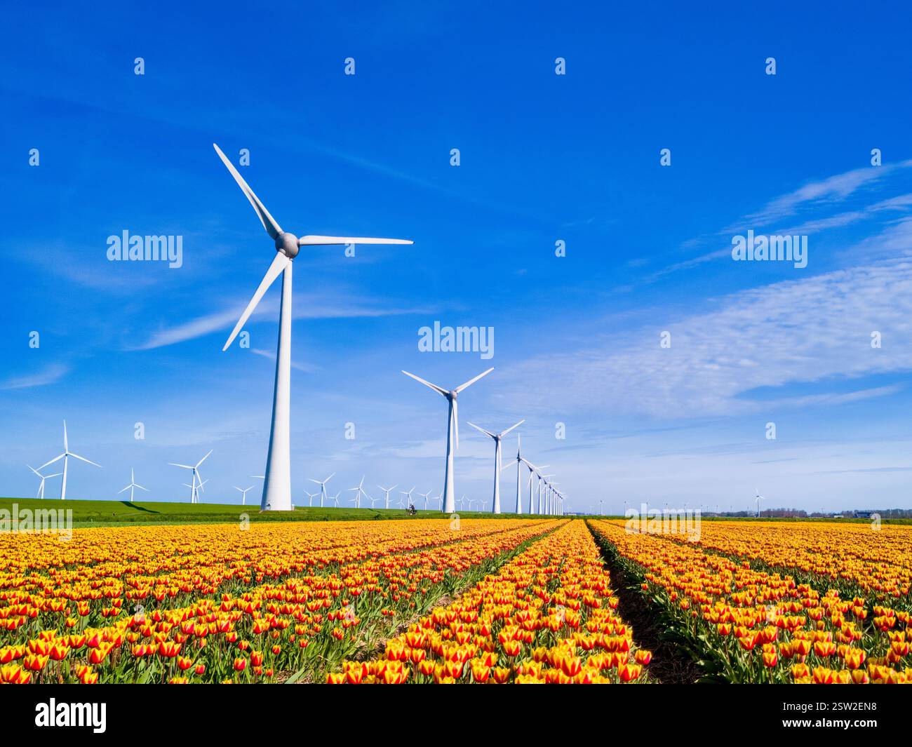 Scoprite i vibranti campi di tulipani e le moderne turbine eoliche a Flevoland, Paesi Bassi, una visione energetica verde Foto Stock