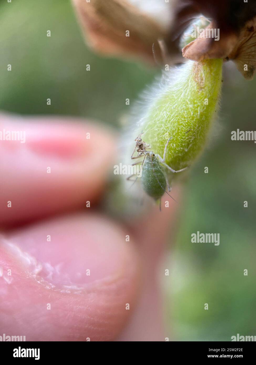 Lupine Aphid (Macrosiphum albifrons), Insecta, Queen's Park, New Westminster, BC, CA, trovato su un lupino dalle foglie grandi. Foto Stock