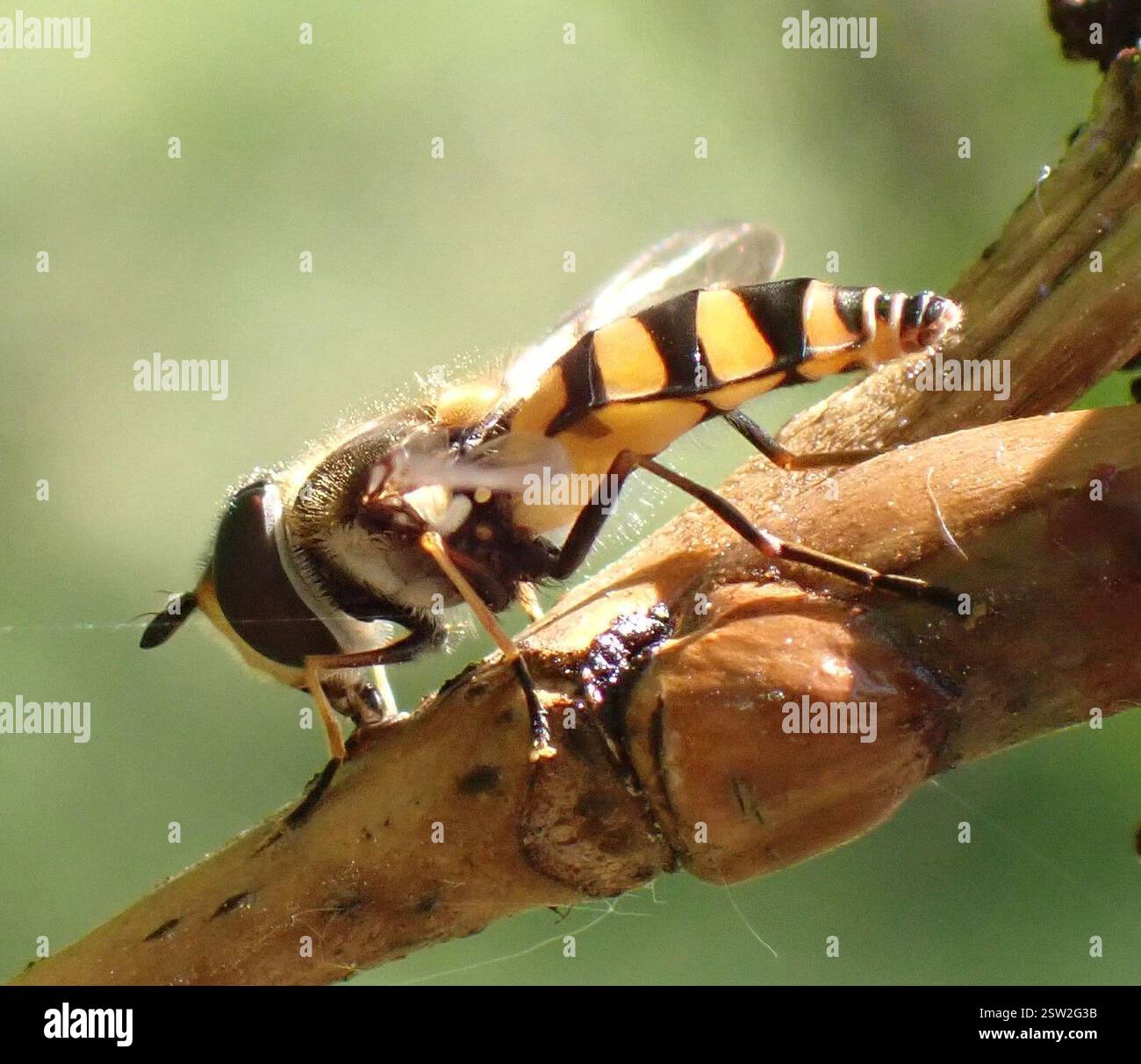 (Didea fasciata), Insecta, Meijendel e Berkheide, Wassenaar, Olanda meridionale, NL Foto Stock