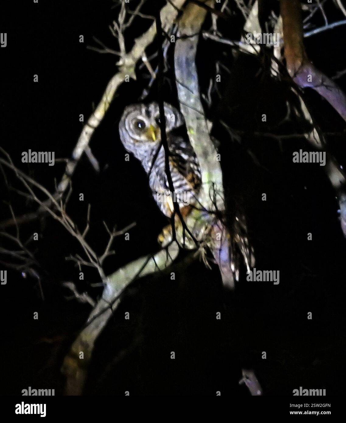 Gufo Chaco (Strix chacoensis), Aves, Chaco, AR Foto Stock