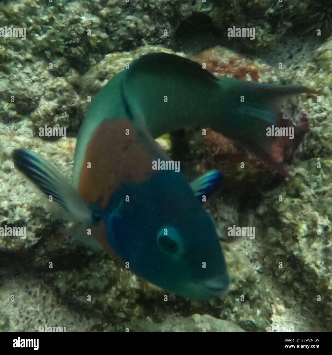 Saddle Wrasse (Thalassoma duperrey), Actinopterygii, Kahaluu-Keauhou, HI 96740, USA Foto Stock