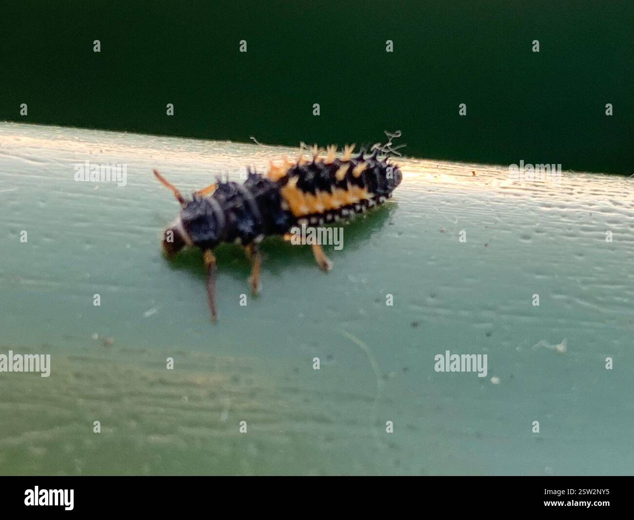 Asian Lady Beetle (Harmonia axyridis), Insecta, Bannerdown Road, Bath, Inghilterra, GB, ma non è in grado di decidere se harlequin o crema striata. Foto Stock