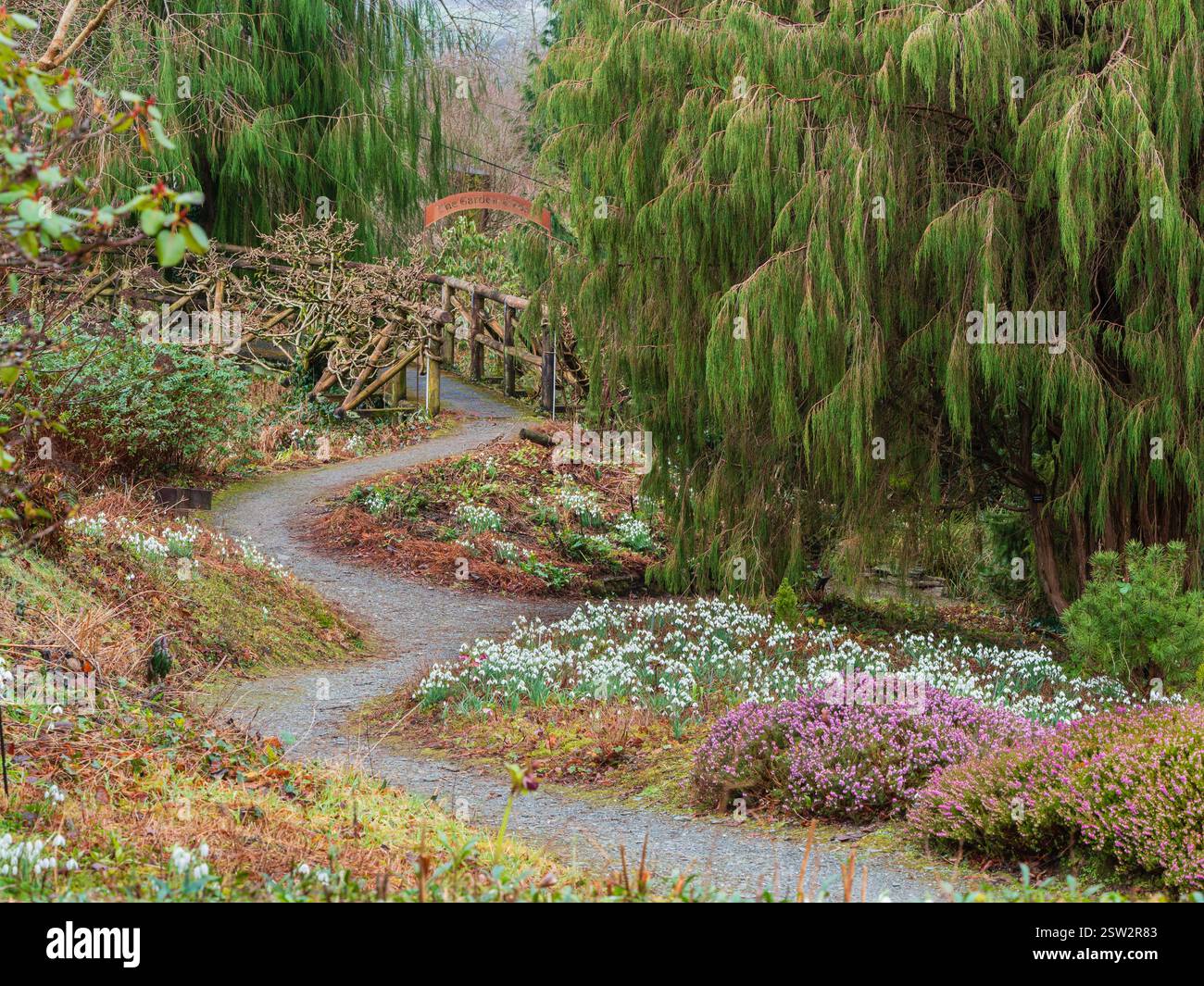 Percorso tortuoso nel giardino, passando per le gallerie di snowdrop e Juniperus recurva "Castelwellen" fino al ponte Wisteria presso la Garden House, Devon, Regno Unito Foto Stock