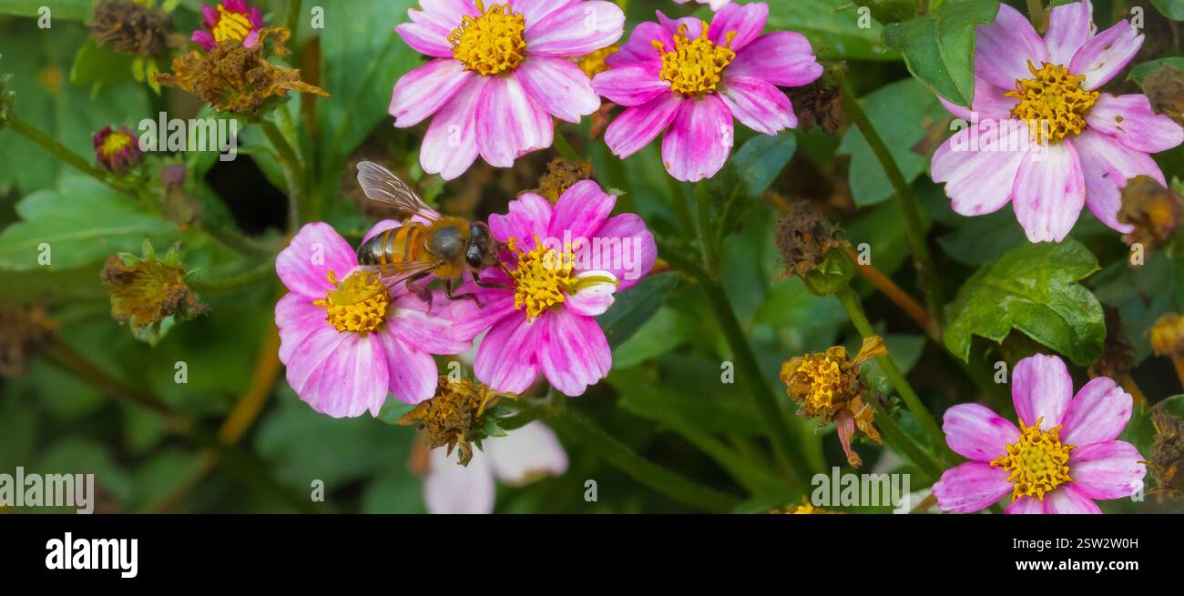 Api che raccolgono polline da graziosi fiori rosa Foto Stock