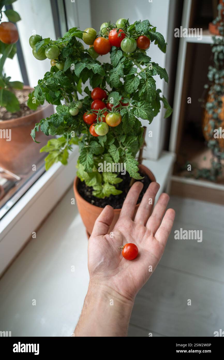 Uomo che tiene a mano il pomodoro ciliegino maturo coltivato sul davanzale domestico. Autosufficienza, stile di vita naturale Foto Stock