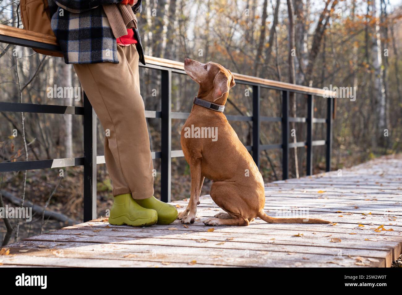 Donna irriconoscibile che cammina con un cane attento nel parco autunnale. Spuntini per gli animali domestici e giochi offerti dalla PET sitter Foto Stock