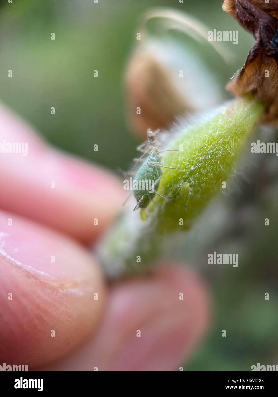 Lupine Aphid (Macrosiphum albifrons), Insecta, Queen's Park, New Westminster, BC, CA, trovato su un lupino dalle foglie grandi. Foto Stock