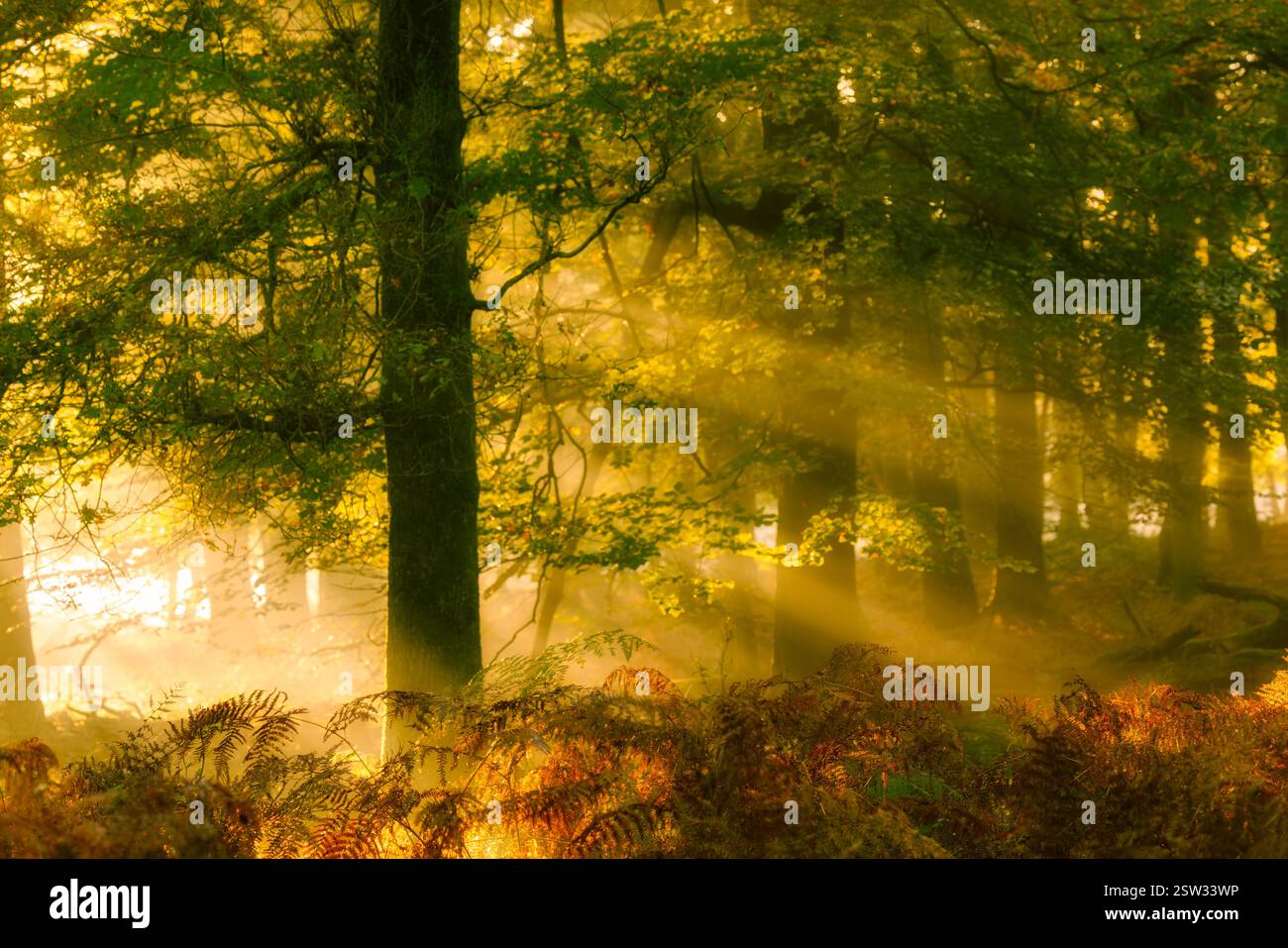 Un bellissimo paesaggio autunnale nella foresta con colori caldi e raggi di luce solare con nebbia al mattino Foto Stock Un bellissimo paesaggio autunnale nella foresta con colori caldi e raggi di luce solare con nebbia al mattino Foto Stock
