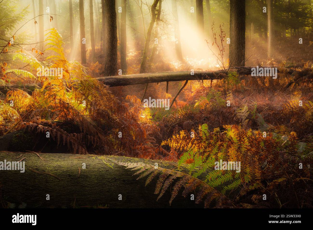 Un bellissimo paesaggio autunnale nella foresta con colori caldi e raggi di luce solare con nebbia al mattino Foto Stock Un bellissimo paesaggio autunnale nella foresta con colori caldi e raggi di luce solare con nebbia al mattino Foto Stock