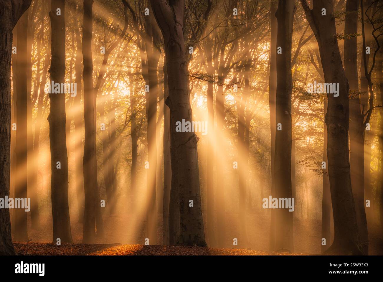 La luce luminosa del sole splende attraverso una foresta autunnale con un'atmosfera mistica dai colori caldi Foto Stock La luce luminosa del sole splende attraverso una foresta autunnale con un'atmosfera mistica dai colori caldi Foto Stock