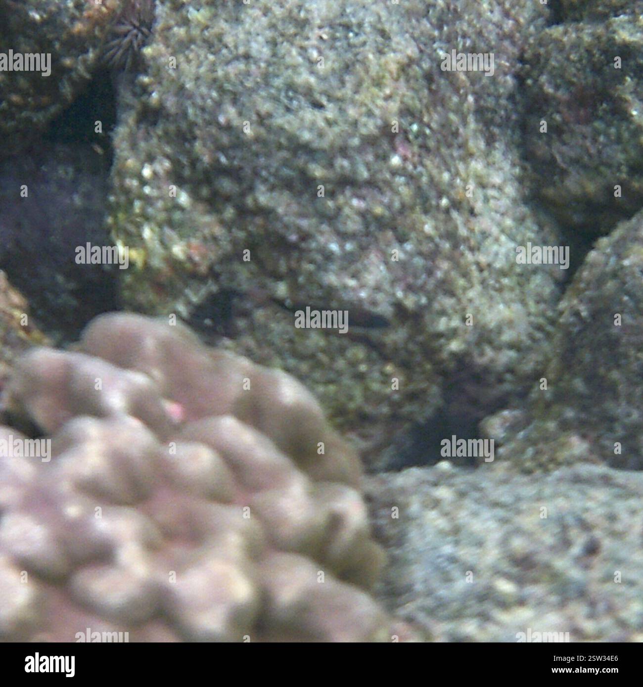 Saddle Wrasse (Thalassoma duperrey), Actinopterygii, Kahaluu-Keauhou, HI 96740, USA Foto Stock