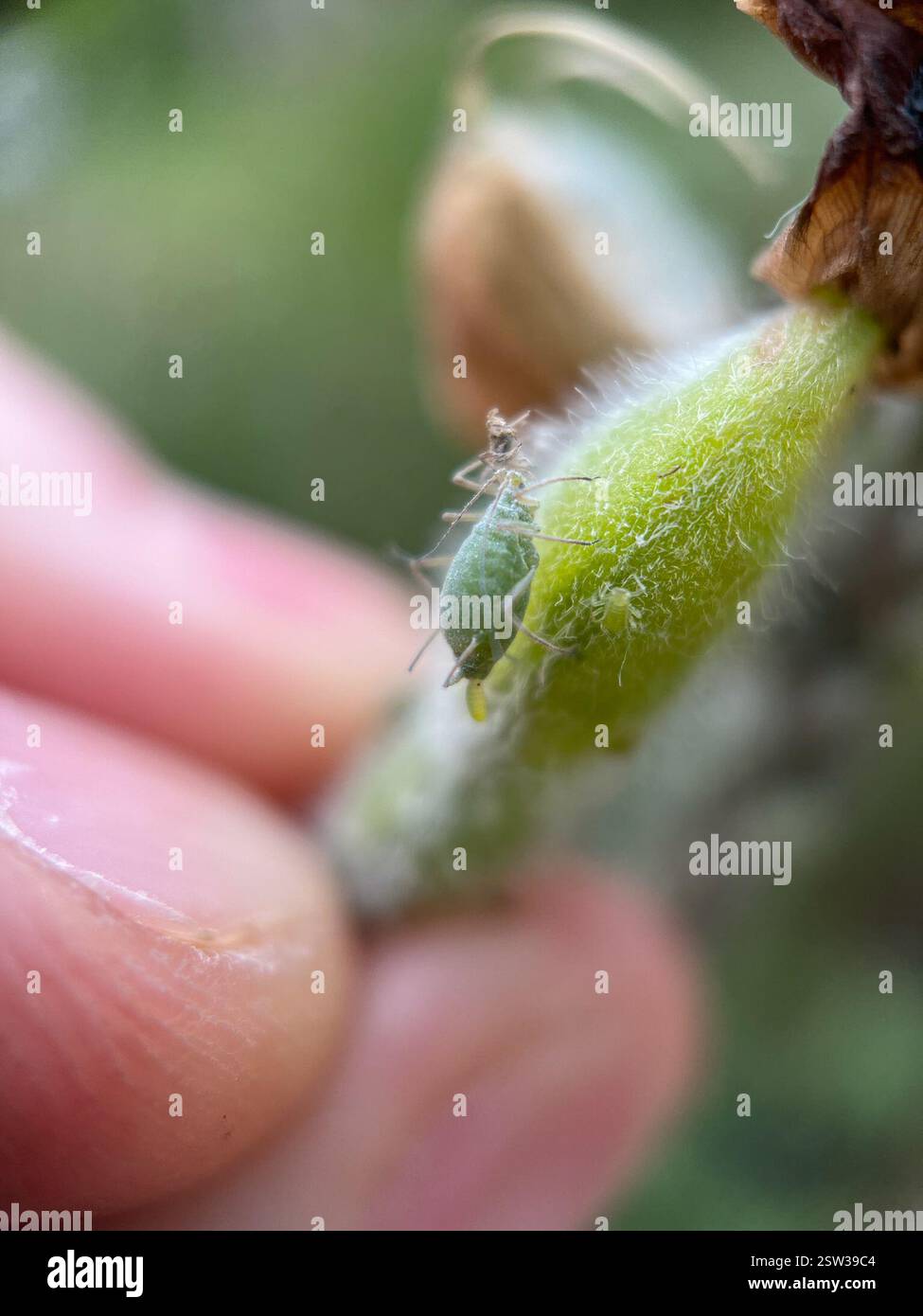 Lupine Aphid (Macrosiphum albifrons), Insecta, Queen's Park, New Westminster, BC, CA, trovato su un lupino dalle foglie grandi. Foto Stock