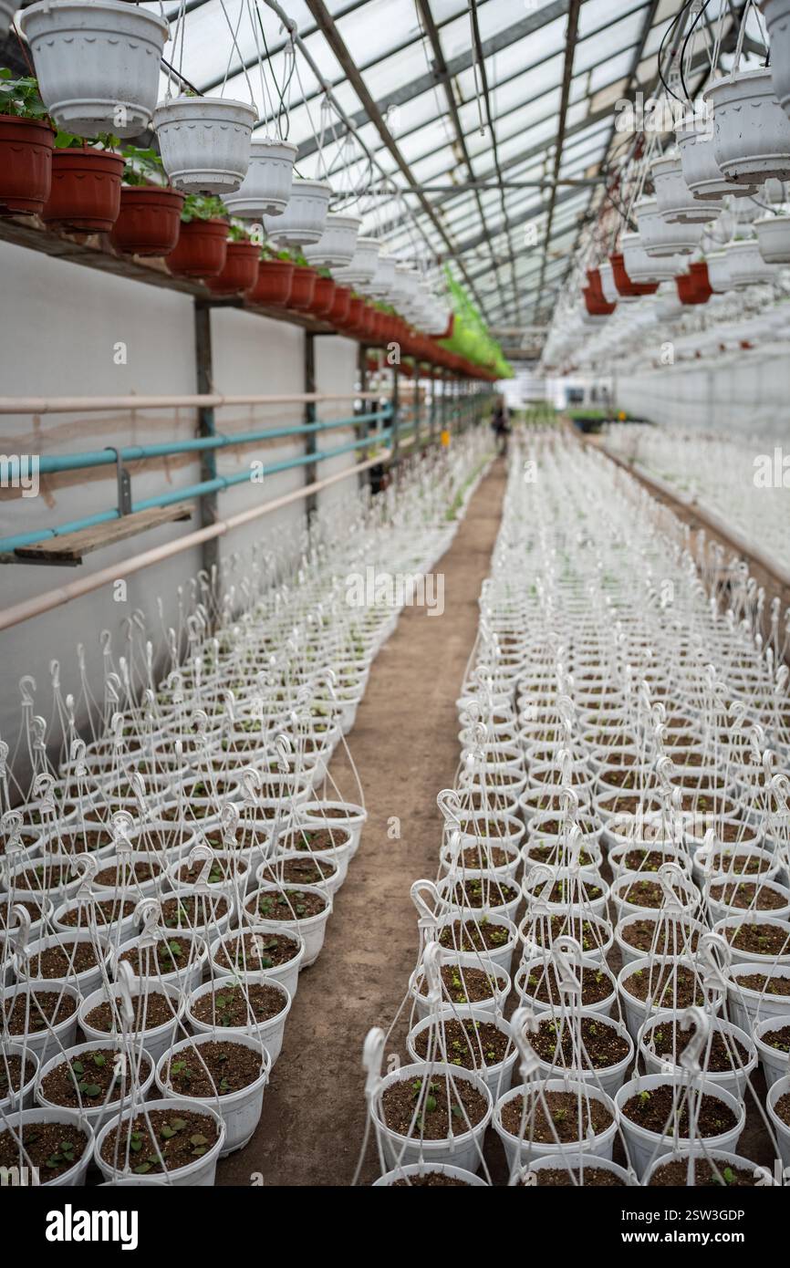 Petunia pianta piantine in vasi appesi in serra industriale. Foto Stock