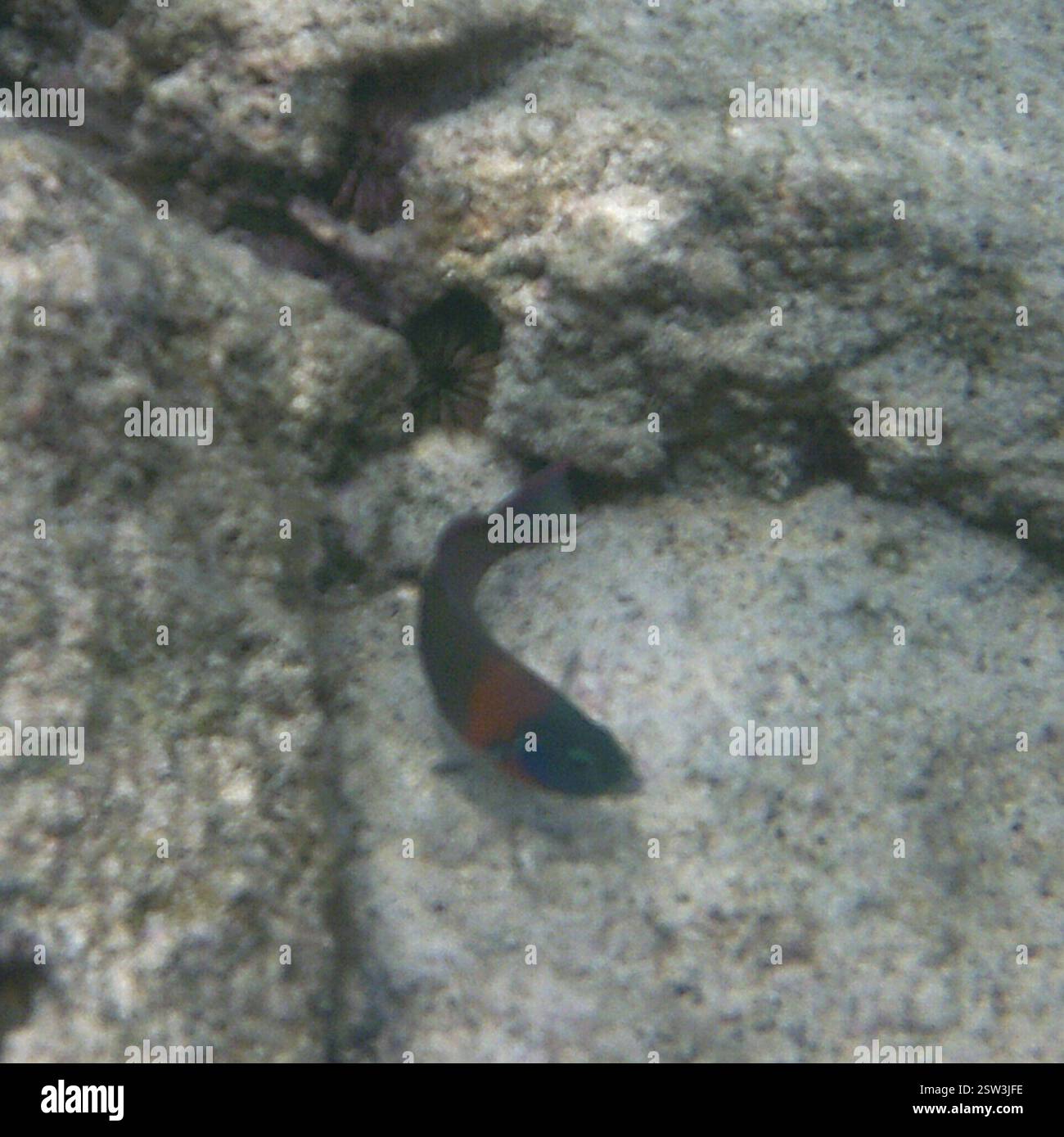 Sella Wrasse (Thalassoma duperrey), Actinopterygii, in acqua a Kahaluu-Keauhou, HI 96740, USA Foto Stock