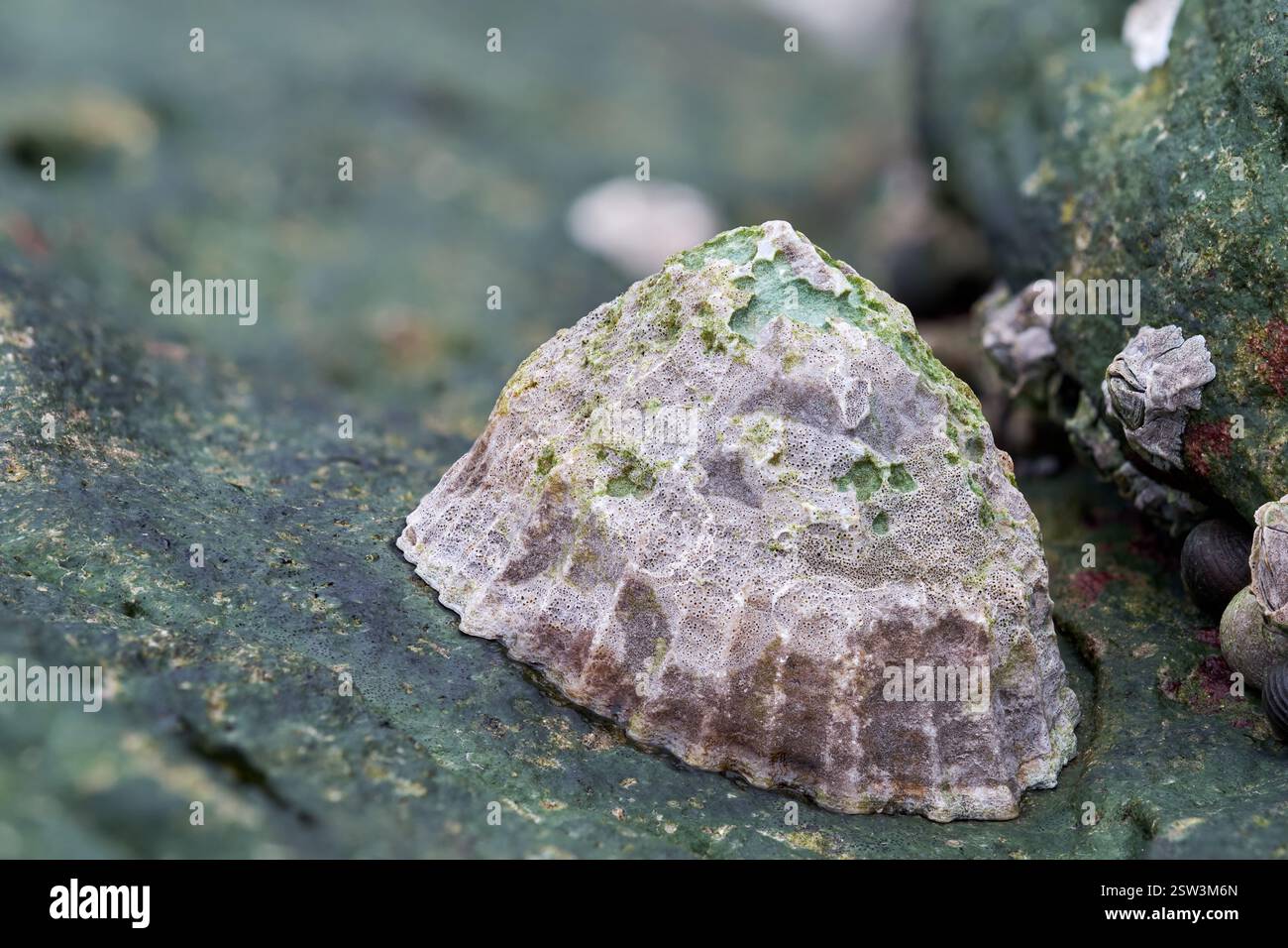 Primo piano di una conchiglia di Limpet su una roccia con dettagli marini Foto Stock