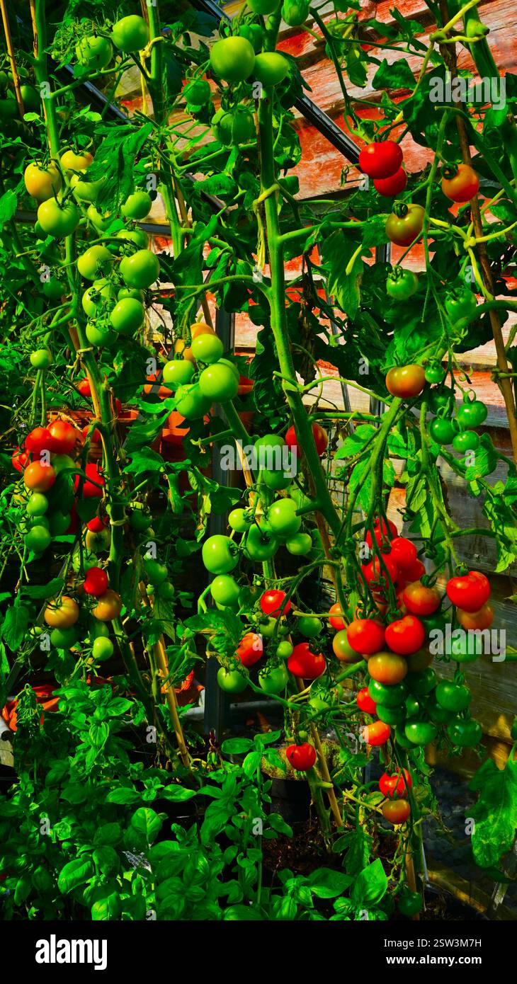 Pomodori che crescono nella serra, varietà alte con frutta verde e matura, delizia tradizionale del giardiniere e produttore di denaro. Foto Stock