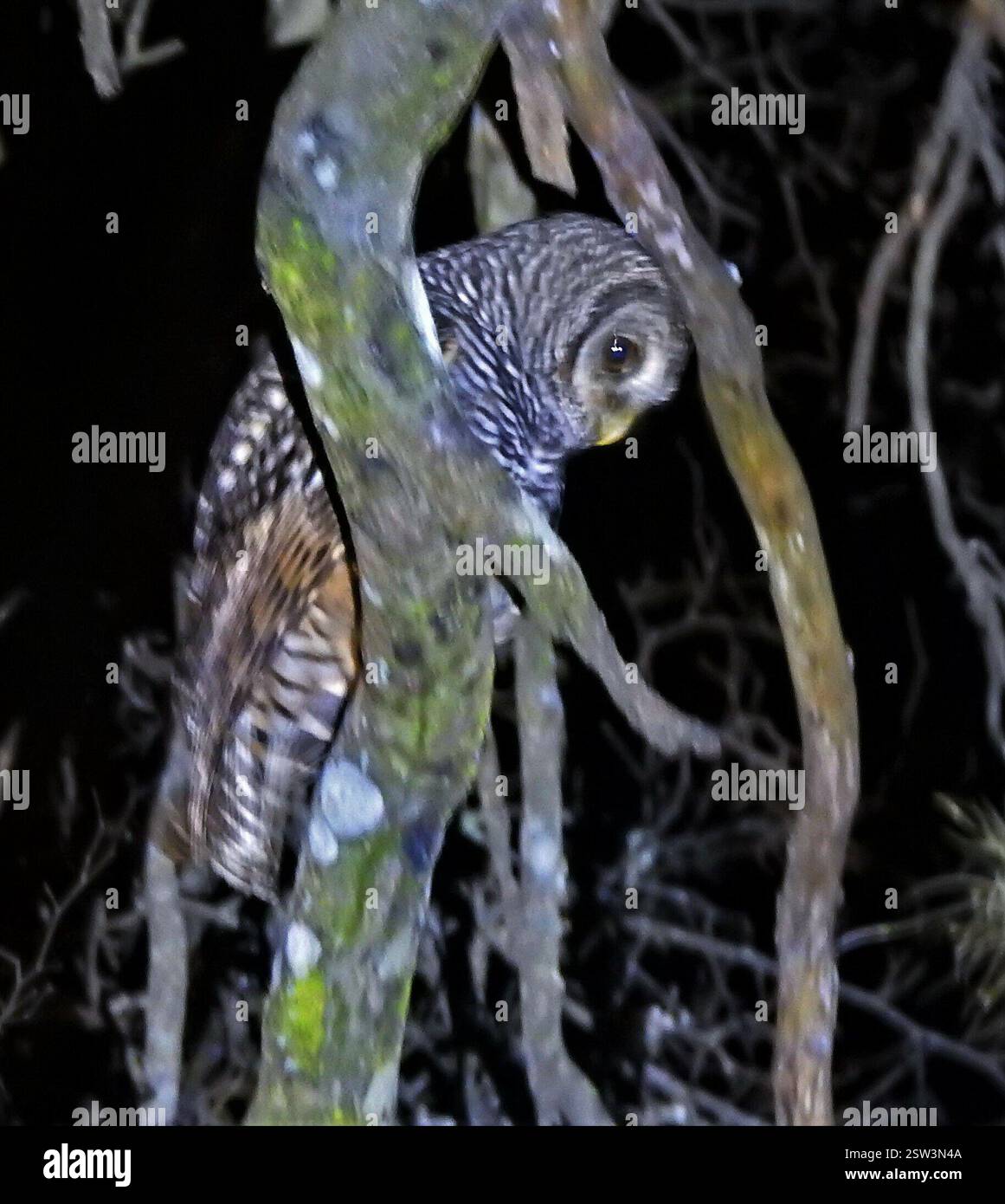 Gufo Chaco (Strix chacoensis), Aves, Chaco, AR Foto Stock