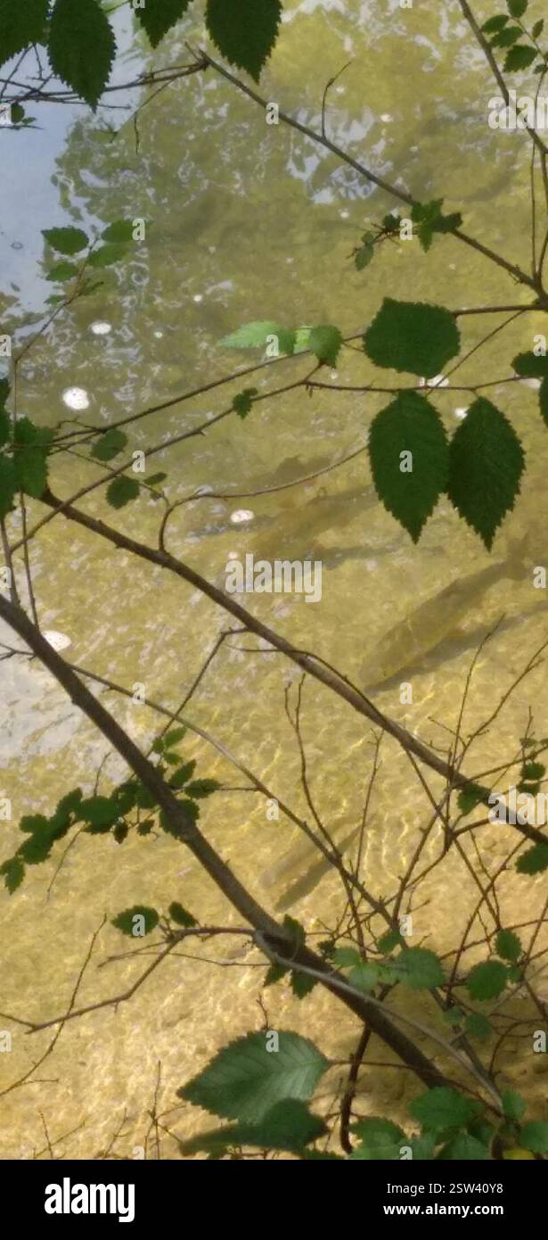 Chub europeo (Squalius cephalus), Actinopterygii, Canton de Troyes-1, 10000 Troyes, Francia Foto Stock