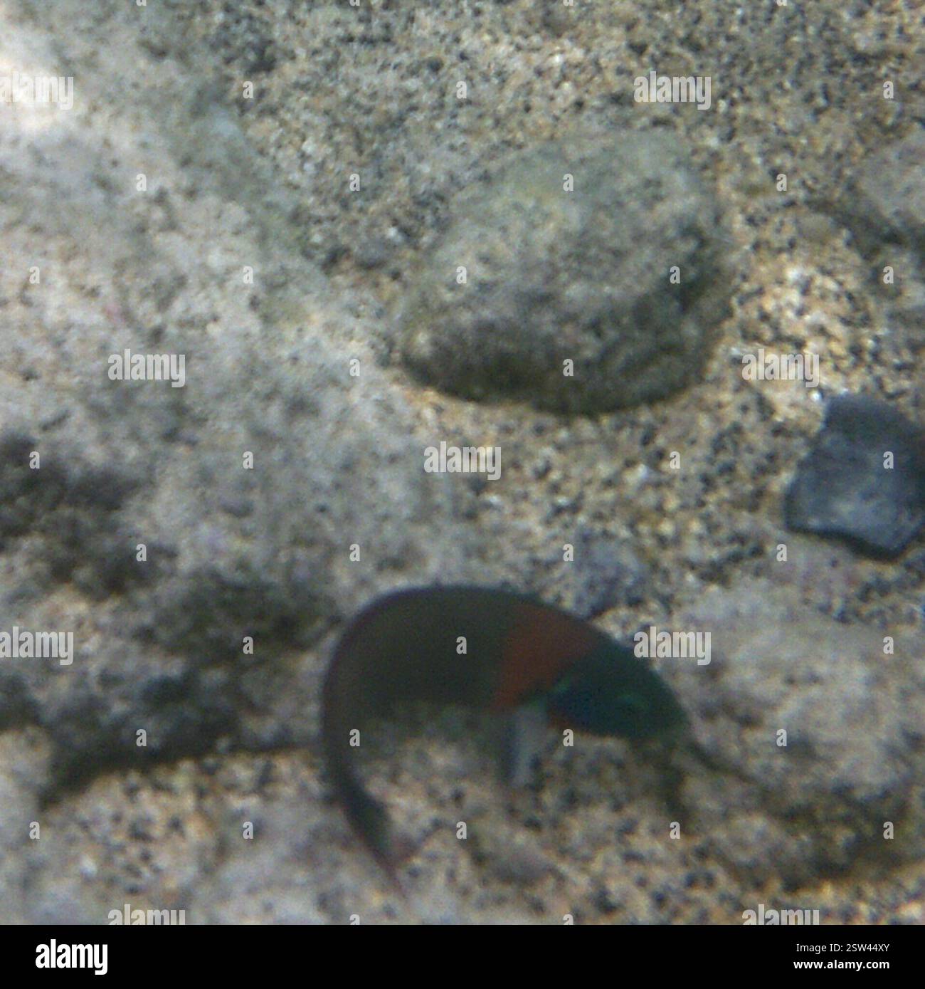 Sella Wrasse (Thalassoma duperrey), Actinopterygii, in acqua a Kahaluu-Keauhou, HI 96740, USA Foto Stock