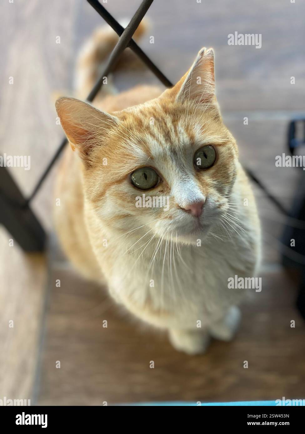 Bellissimo gatto arancione e bianco con grandi occhi verdi - Immagine stock catturata con smartphone